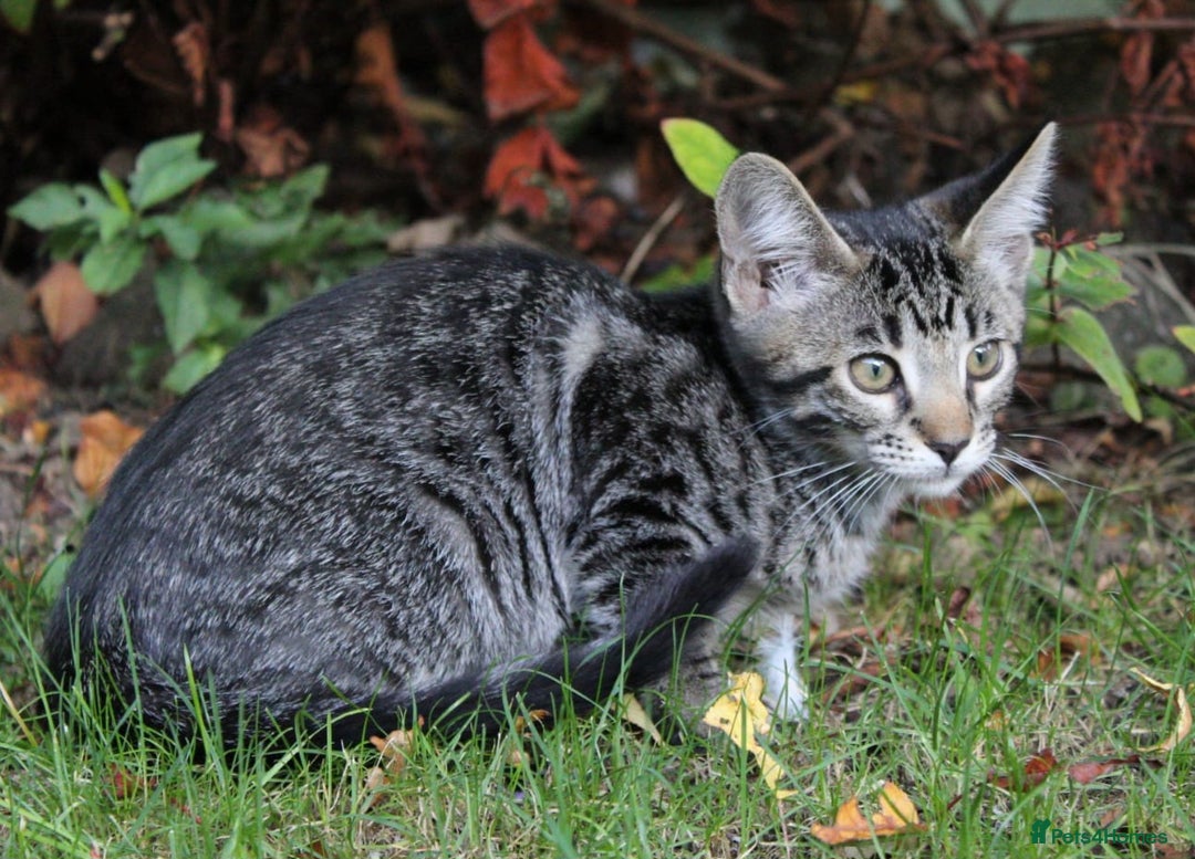 Savannah cats for sale: Stunning Savannahx Maine coons - Image 26