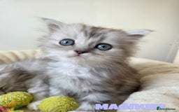 Persian cats for sale: Persian x Ragdoll - Image 7