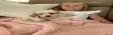 Cockapoo Puppy 4