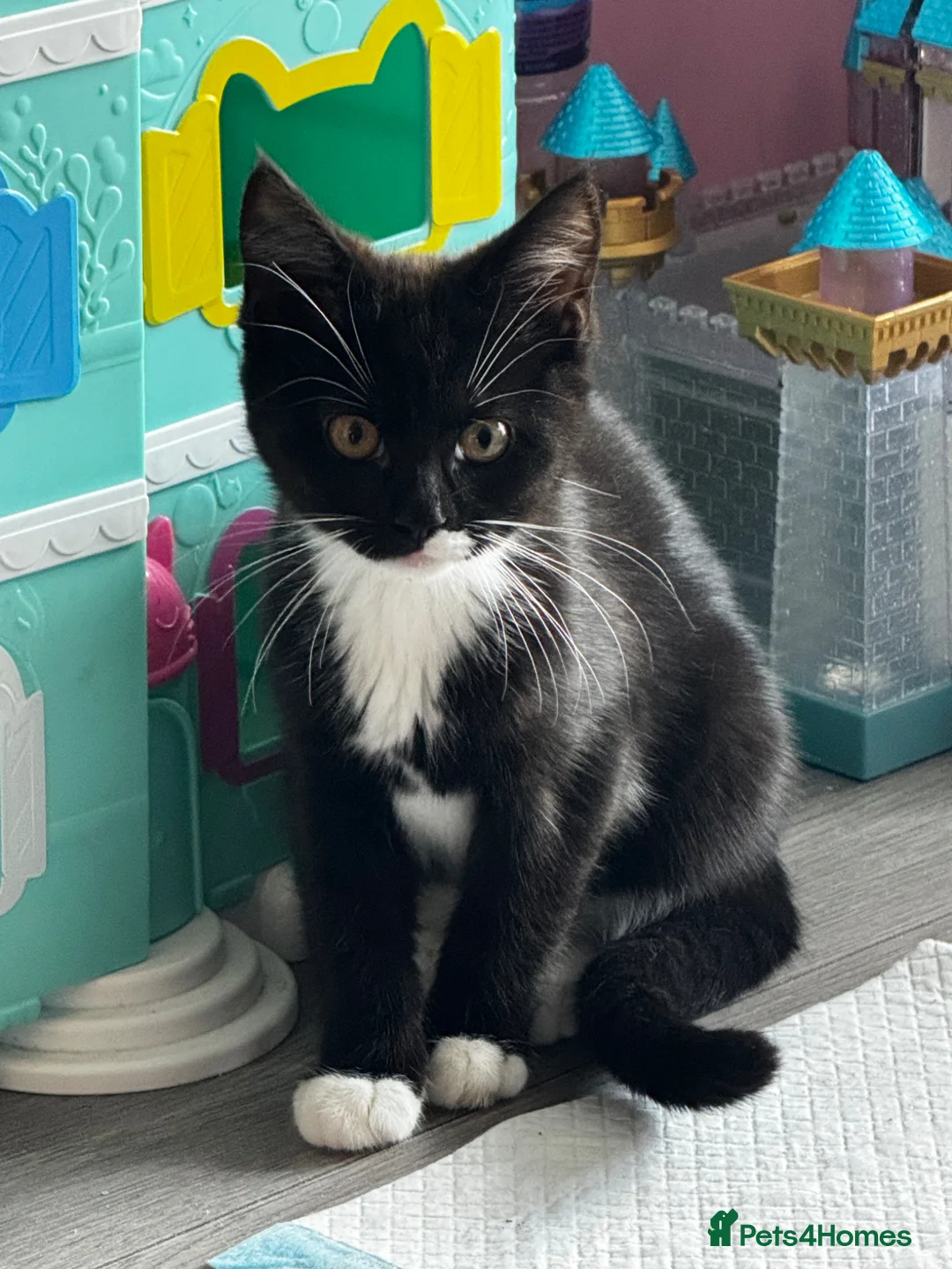 Maine Coon cats for sale: Maine coon kitten for sale  - Advert 2