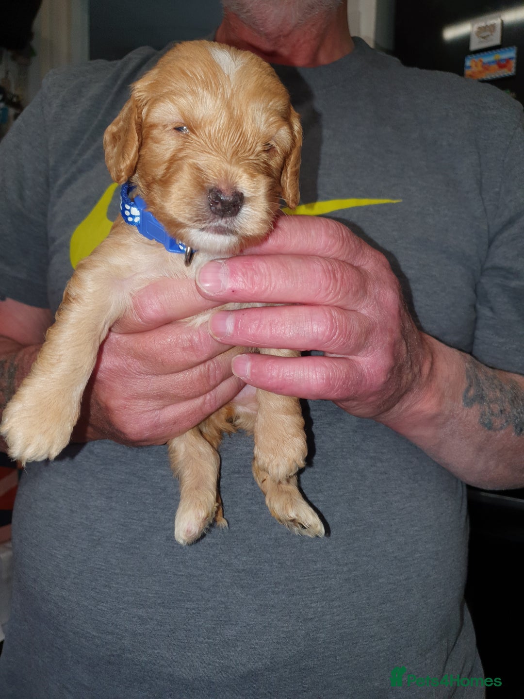 Cockapoo dogs for sale: Adorable cockerpoos under 1000 - Image 1