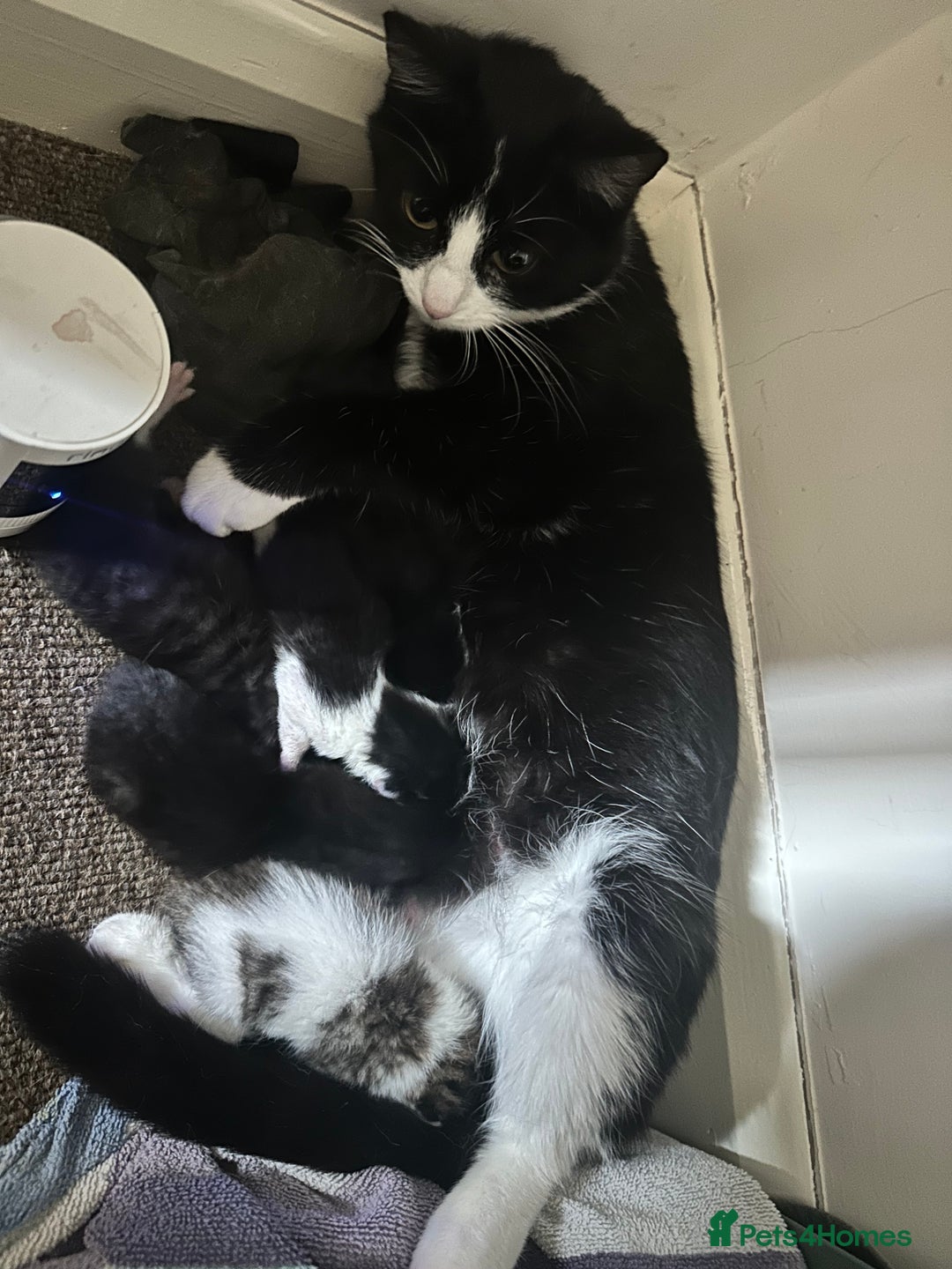 Domestic Shorthair cats for sale: 4 boy kittens  - Image 6