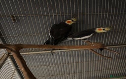 Cockatiels birds for sale: Cockatiels budgies and kakarikis for sale  - Image 8