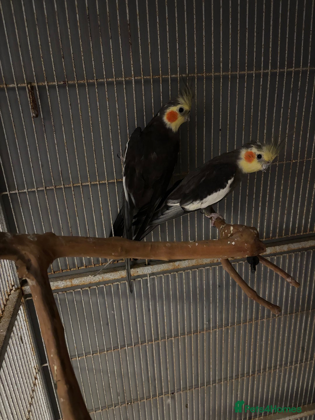 Cockatiels birds for sale: Cockatiels budgies and kakarikis for sale  - Image 8