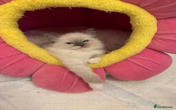 Ragdoll cats for sale: One Girl Available 🌸 - Image 6