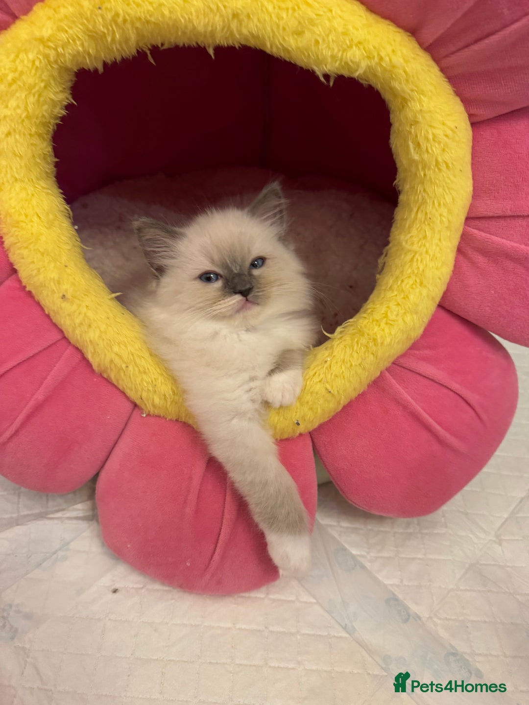 Ragdoll cats for sale: One Girl Available 🌸 - Image 6