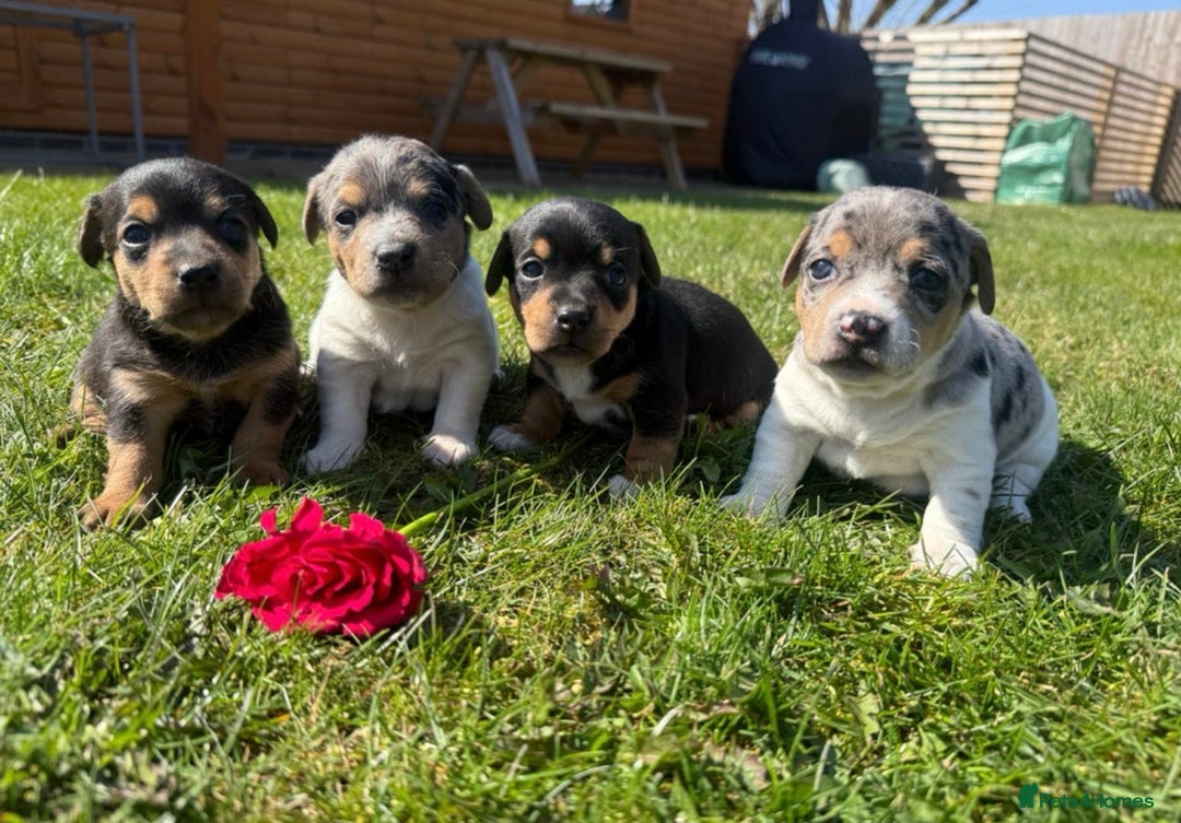 Jack Russell dogs for stud: Stunning Merle Jack Russell Male for Stud in Cambridge - Image 13