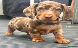 Miniature Dachshund dogs for sale: Miniature Dachshund Puppies - Image 5