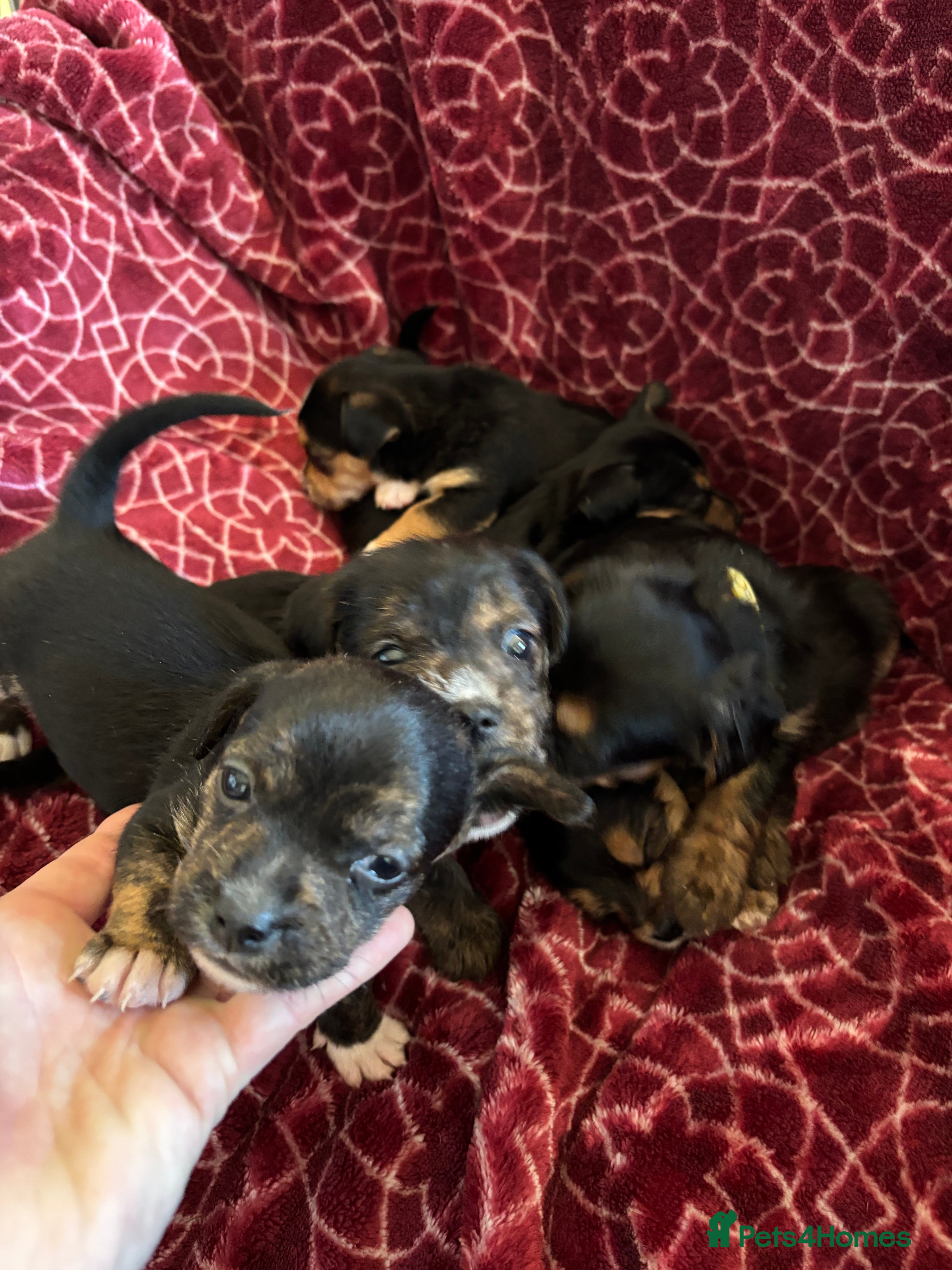 Mixed Breed dogs Gorgeous Jorkiepoo Puppies  - Advert 3