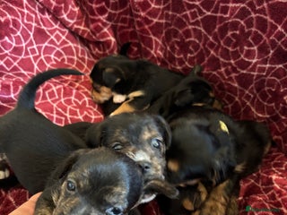 Mixed Breed dogs Gorgeous Jorkiepoo Puppies - Advert 1