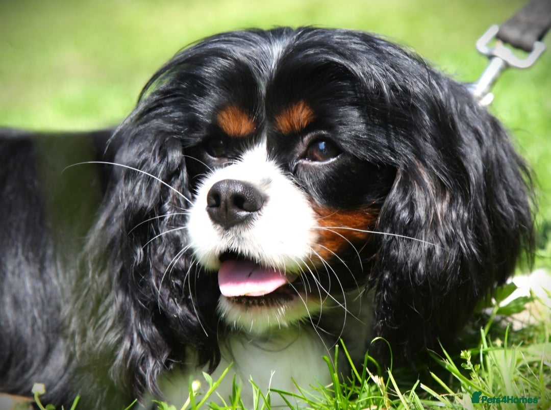Cavalier King Charles Spaniel dogs for sale: Planned litter waiting list open - Advert 2