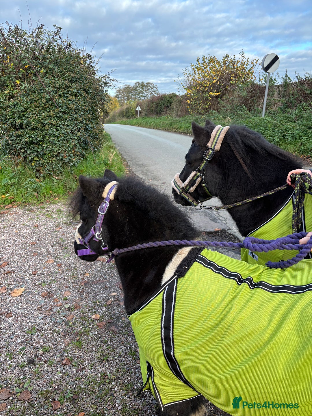 Shetland pony horses for sale: Registered Piebald miniature Shetland gelding  - Advert 5