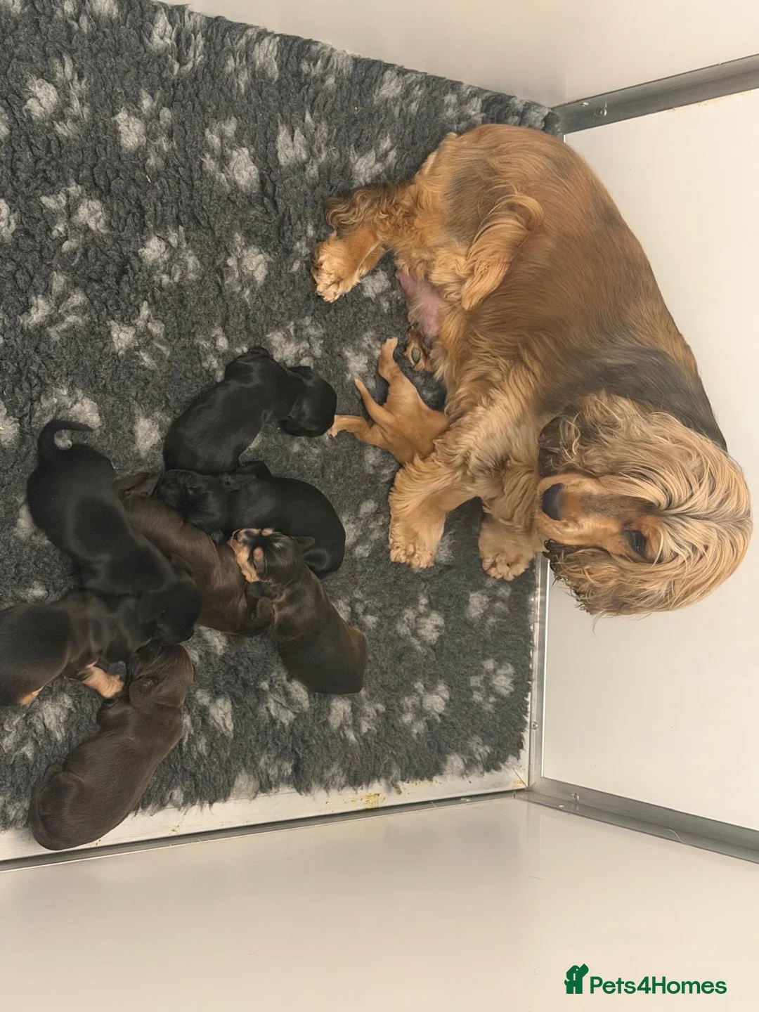 Cocker Spaniel dogs for sale: Show Cocker Spaniel Puppy’s  in Bradford - Advert 15