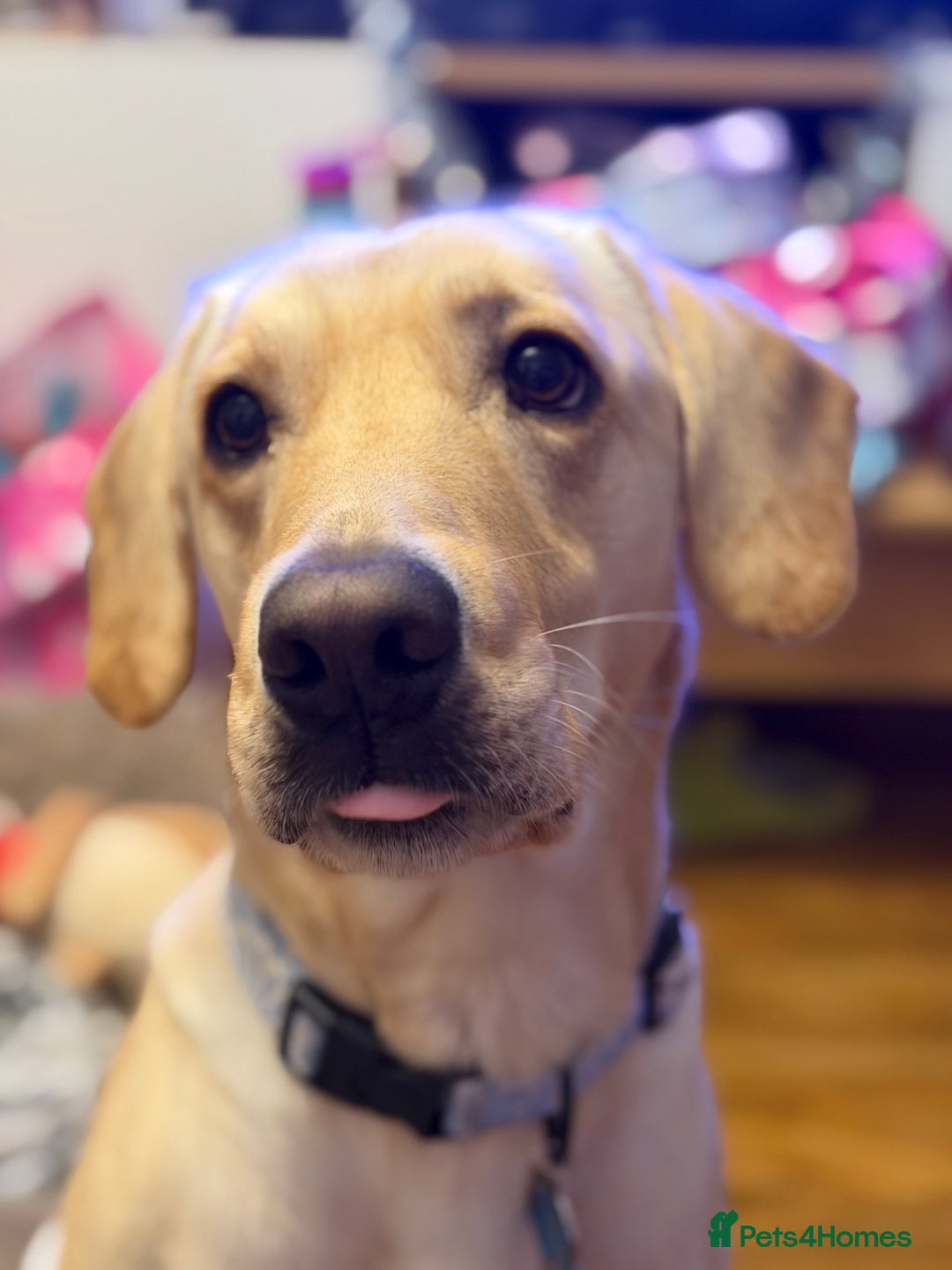 Labrador Retriever dogs for sale: 3 year old Yellow male loving friendly Labrador - Advert 5