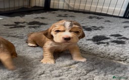 Cocker Spaniel dogs for sale: Cocker Spaniel Pups, KC, Health Tested, Champ Line - Image 21