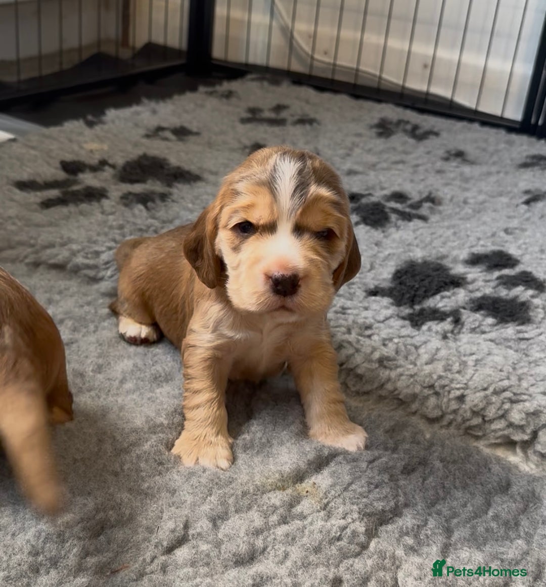 Cocker Spaniel dogs for sale: Cocker Spaniel Pups, KC, Health Tested, Champ Line - Image 21