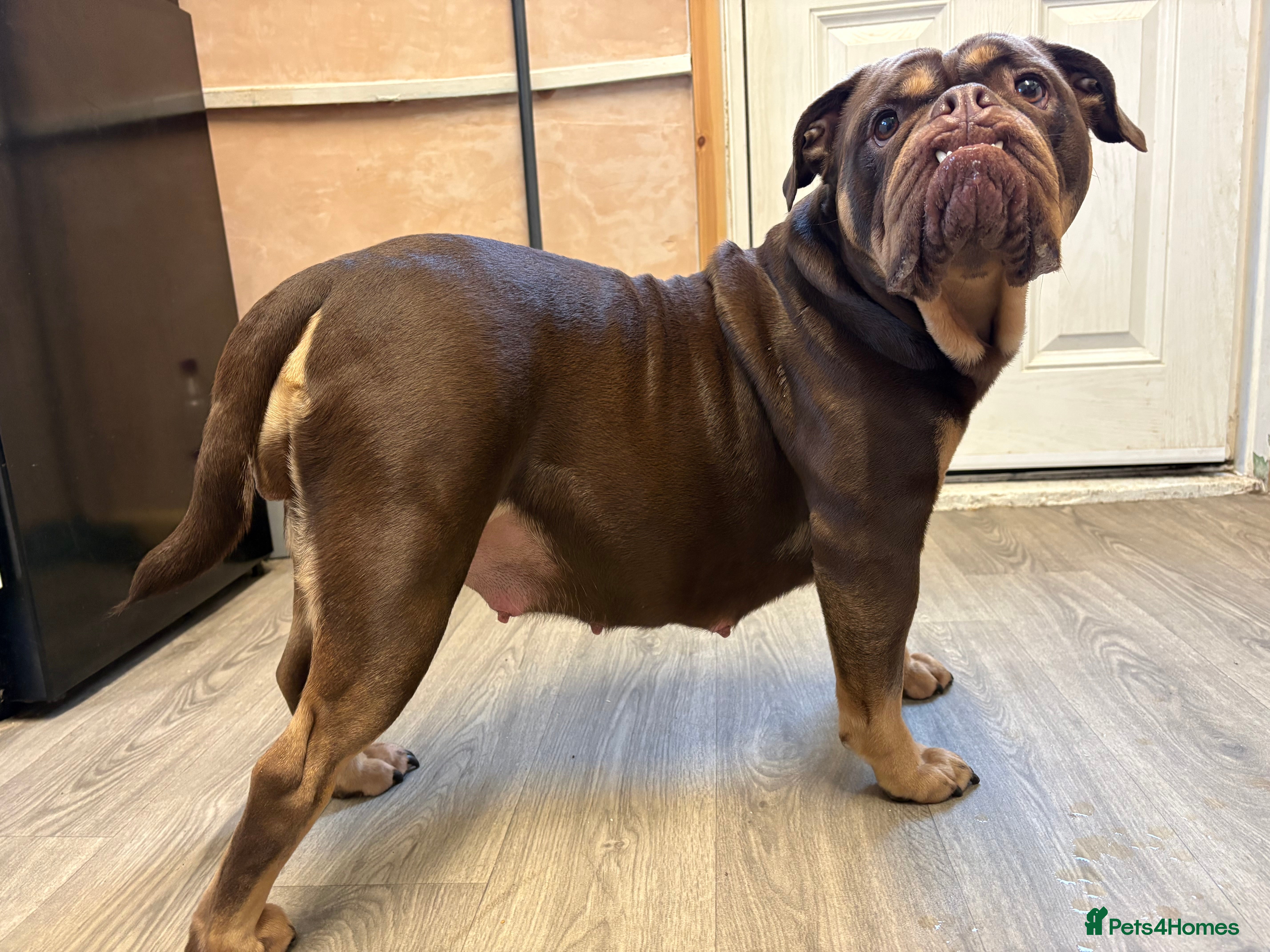 Olde English Bulldogge dogs Pregnancy confirmed due 27th march  - Advert 1