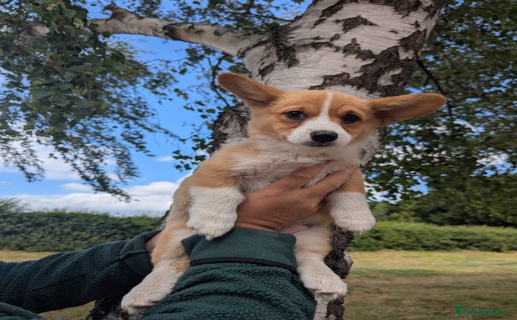 Welsh Corgi Pembroke dogs in Newport - Advert 3