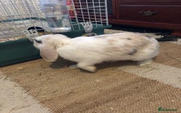Mixed Breed rabbits for sale: Friendly mixed lop needs a new home - Image 2