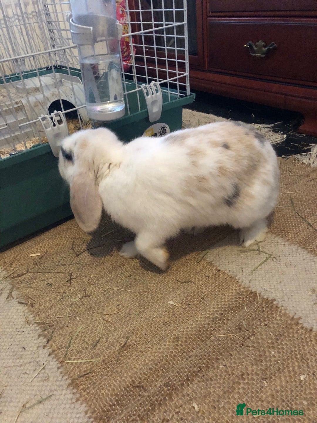 Mixed Breed rabbits for sale: Friendly mixed lop needs a new home - Image 2