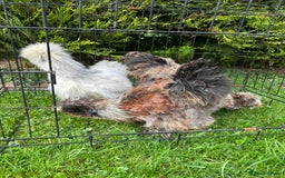 Chickens poultry for sale: Looking to Rehome 3 silkies Boys , 3 months old  - Advert 5