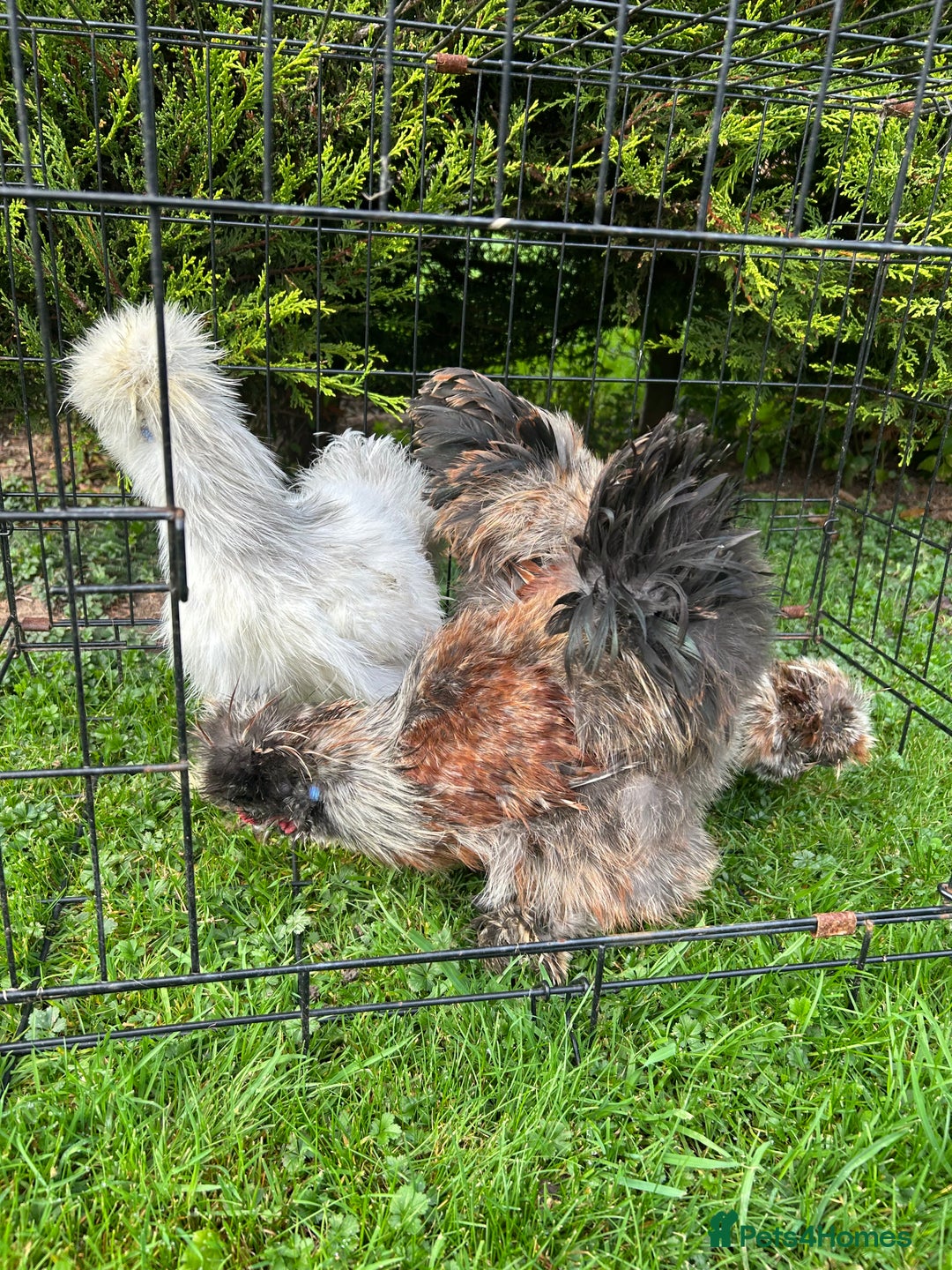 Chickens poultry for sale: Looking to Rehome 3 silkies Boys , 3 months old  - Advert 5