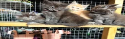 Maine Coon cats for sale: Half Maincoon Kittens  - Advert 16