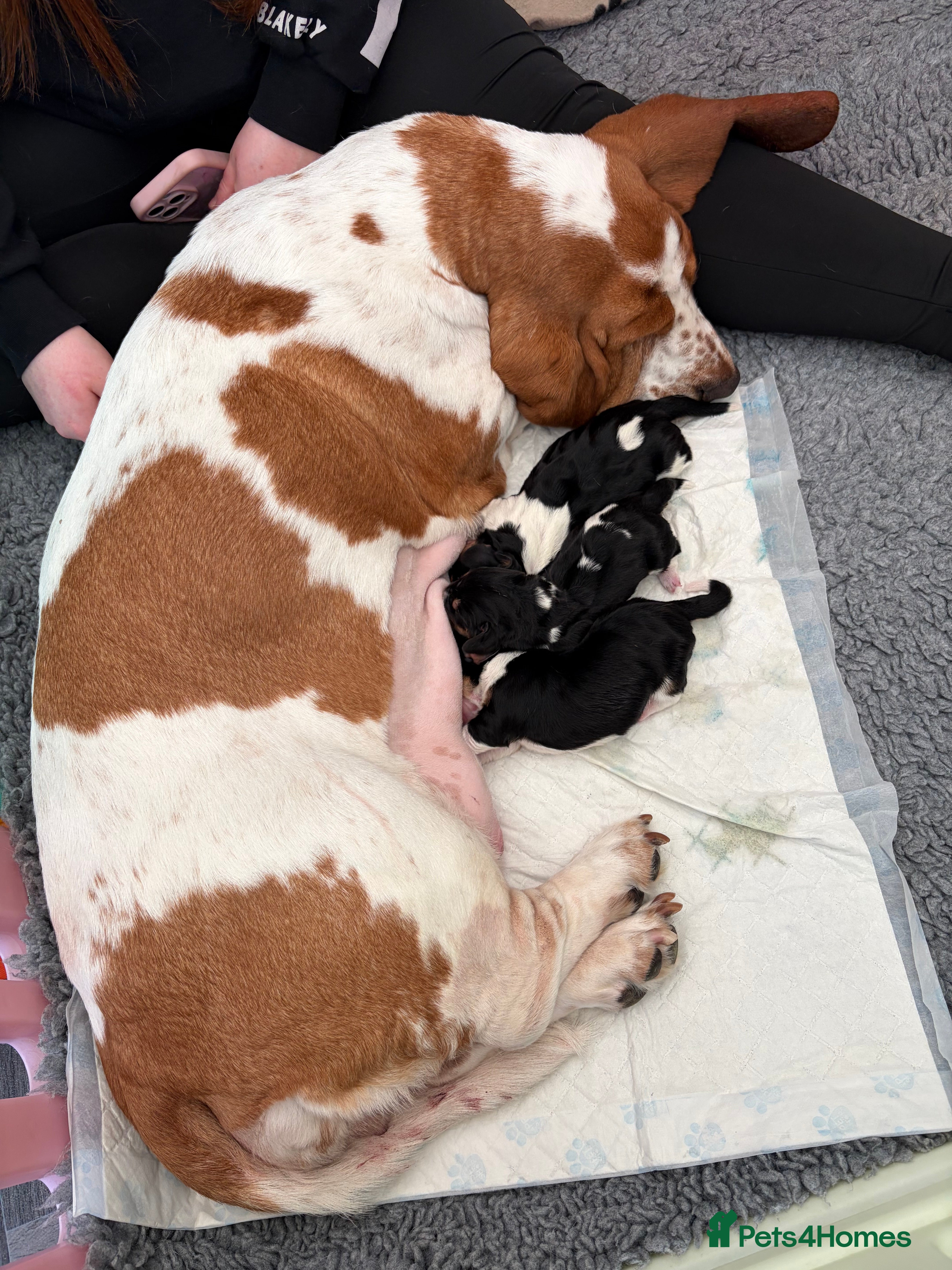 Basset Hound dogs KC REGISTERED basset hound puppy’s  - Advert 1