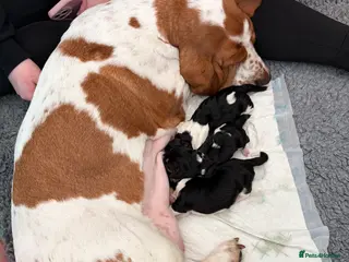 Basset Hound dogs KC REGISTERED basset hound puppy’s - Advert 1