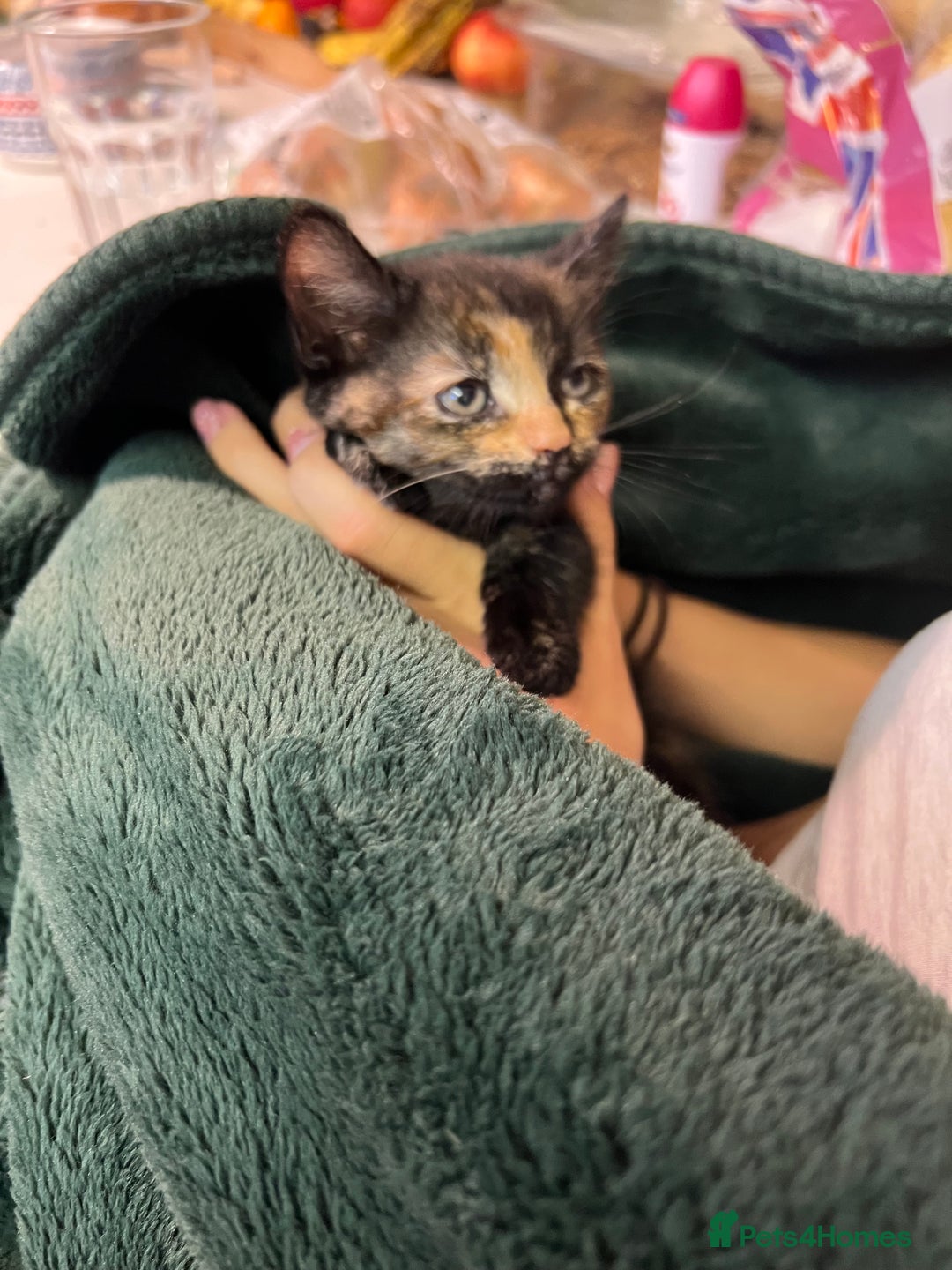 European cats for sale: Kittens looking for forever home - Image 6