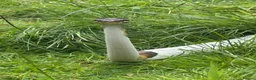 Python Snake reptiles for sale: Pied ball python  - Advert 5