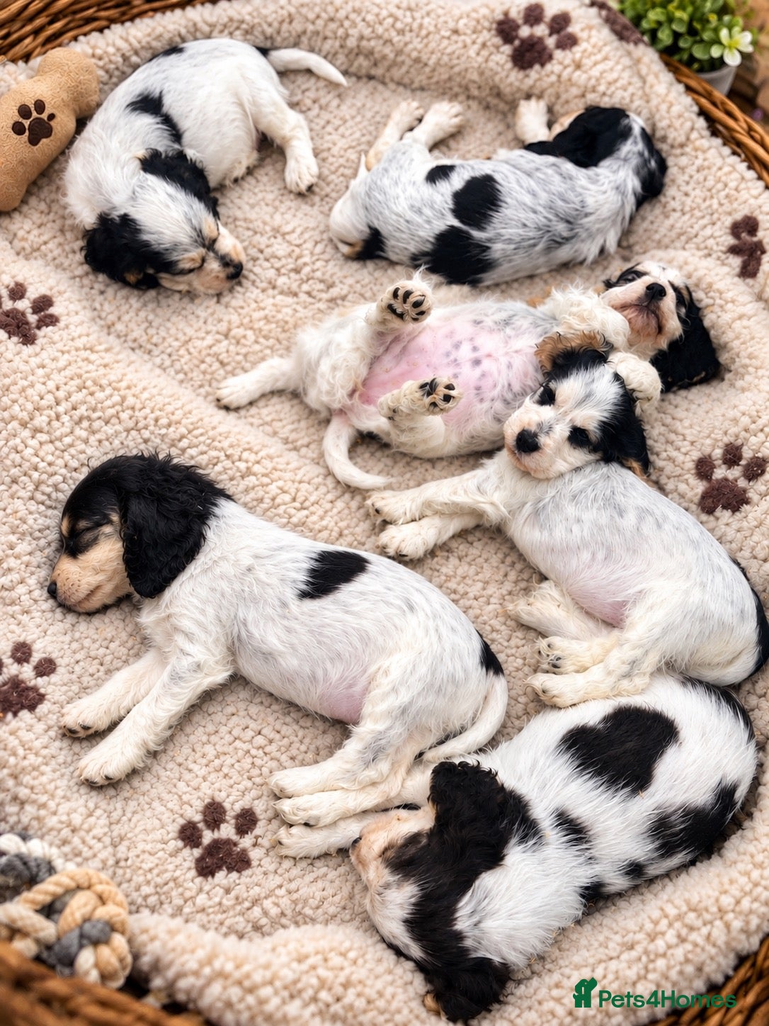 Cocker Spaniel dogs Show cocker spaniels  - Advert 2