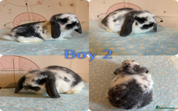 Mini Lop rabbits for sale: Baby Mini Lop Rabbits  - Advert 2