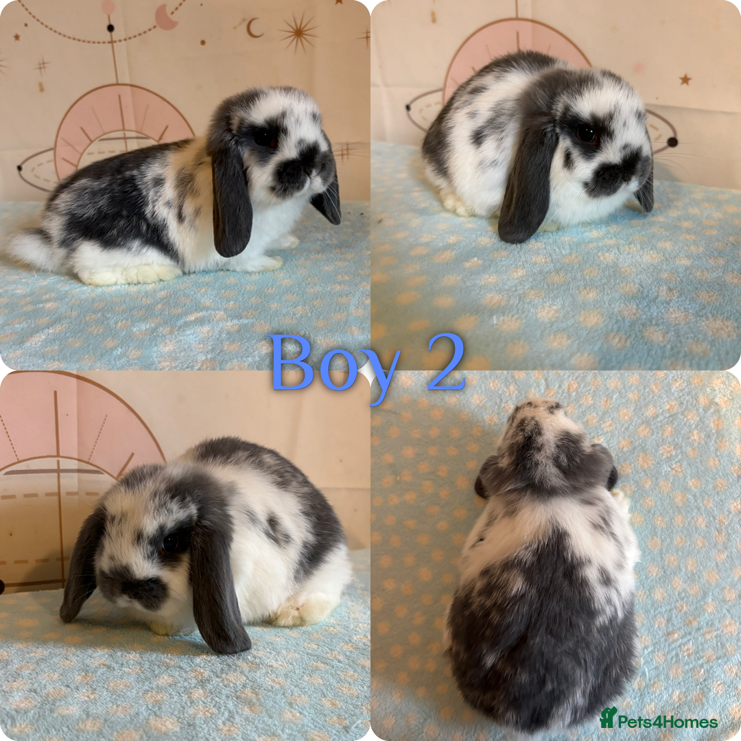 Mini Lop rabbits for sale: Baby Mini Lop Rabbits  - Advert 2
