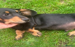 Miniature Dachshund dogs for sale: Dachshund boy ready now  - Image 1