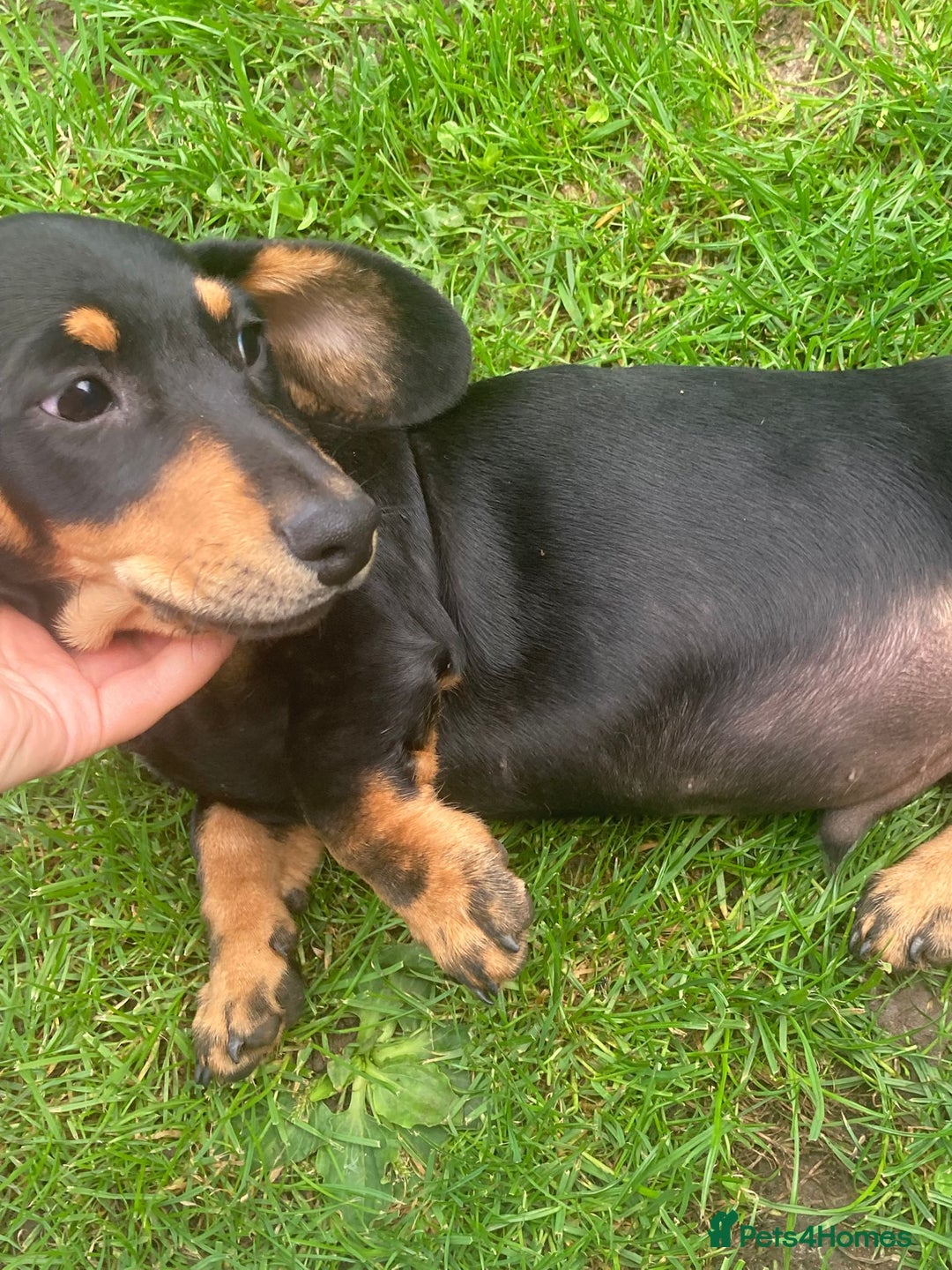 Miniature Dachshund dogs for sale: Dachshund boy ready now  - Image 1