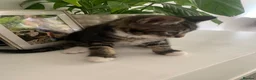 Mixed Breed cats for sale: 2 kittens 1 tux 1 tabby  - Advert 5