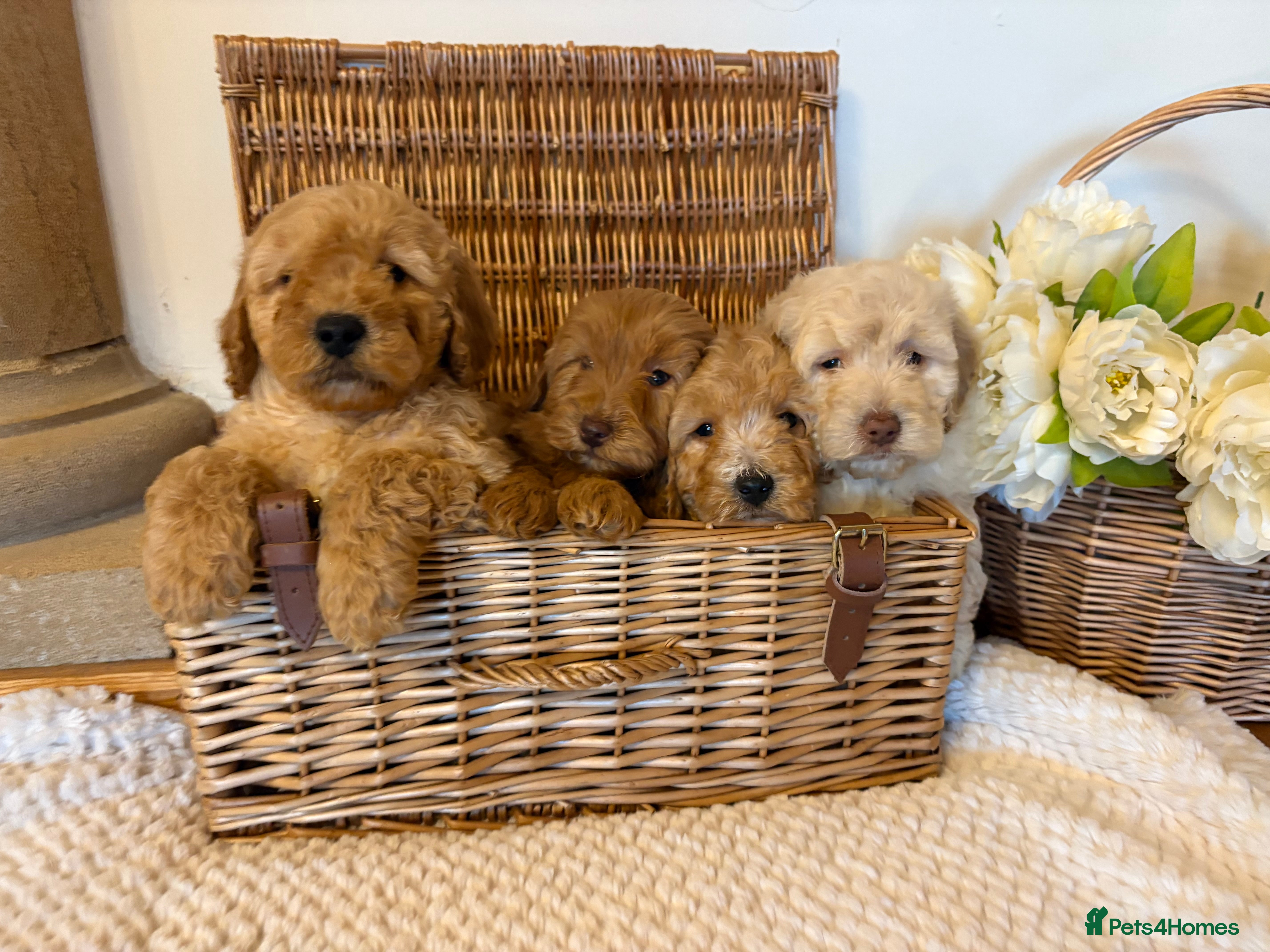 Cockapoo dogs Cockapoo F1b show type pups, PRIZEWINNING LINES - Advert 1