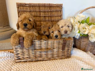 Cockapoo dogs Cockapoo F1b show type pups, PRIZEWINNING LINES - Advert 17