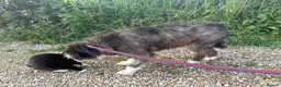 Mixed Breed dogs for adoption: Duncan - Norwich Norfolk  - Advert 11