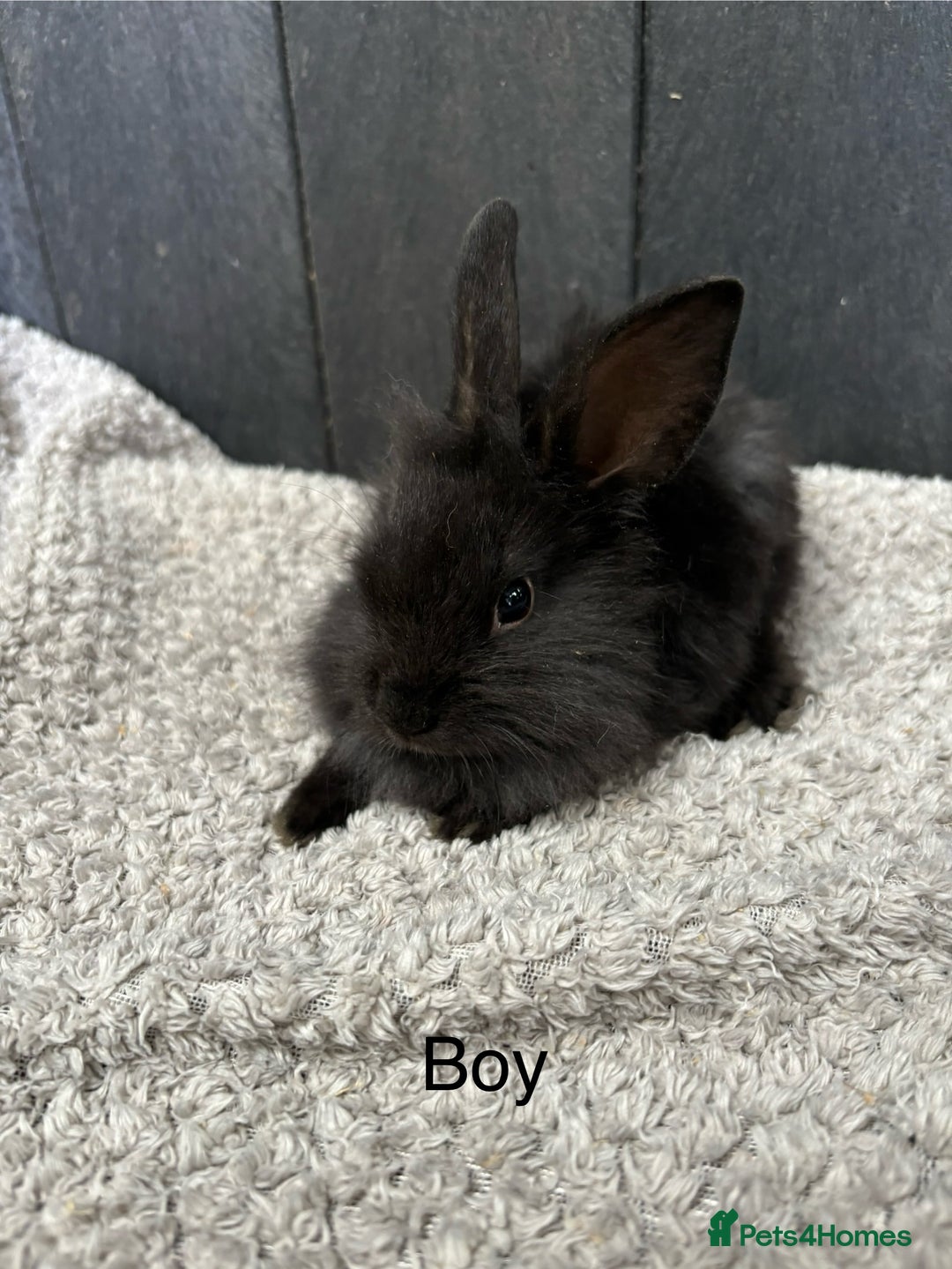 Mini Lop rabbits for sale: Stunning mini lops and mini lion lops  - Image 3