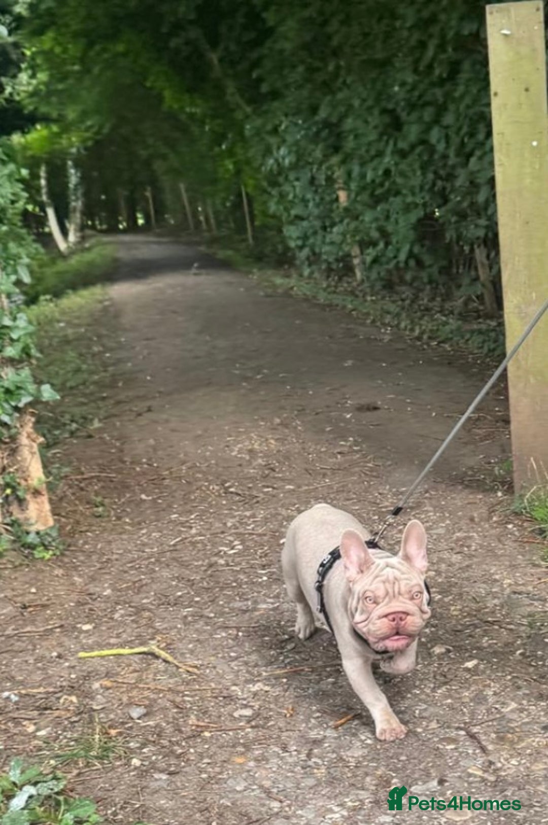 French Bulldog dogs for sale: Newshade Velvet Female Frenchie Pup - Advert 19