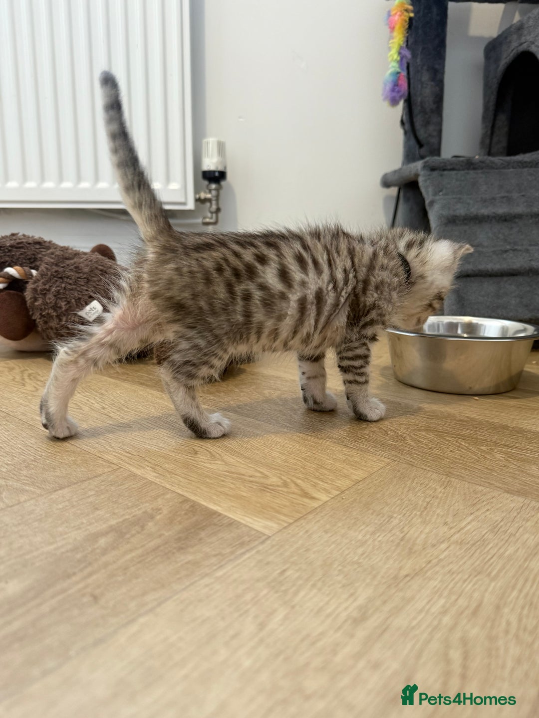 Maine Coon cats for sale: Maine Coon x Savannah Kittens - Advert 29