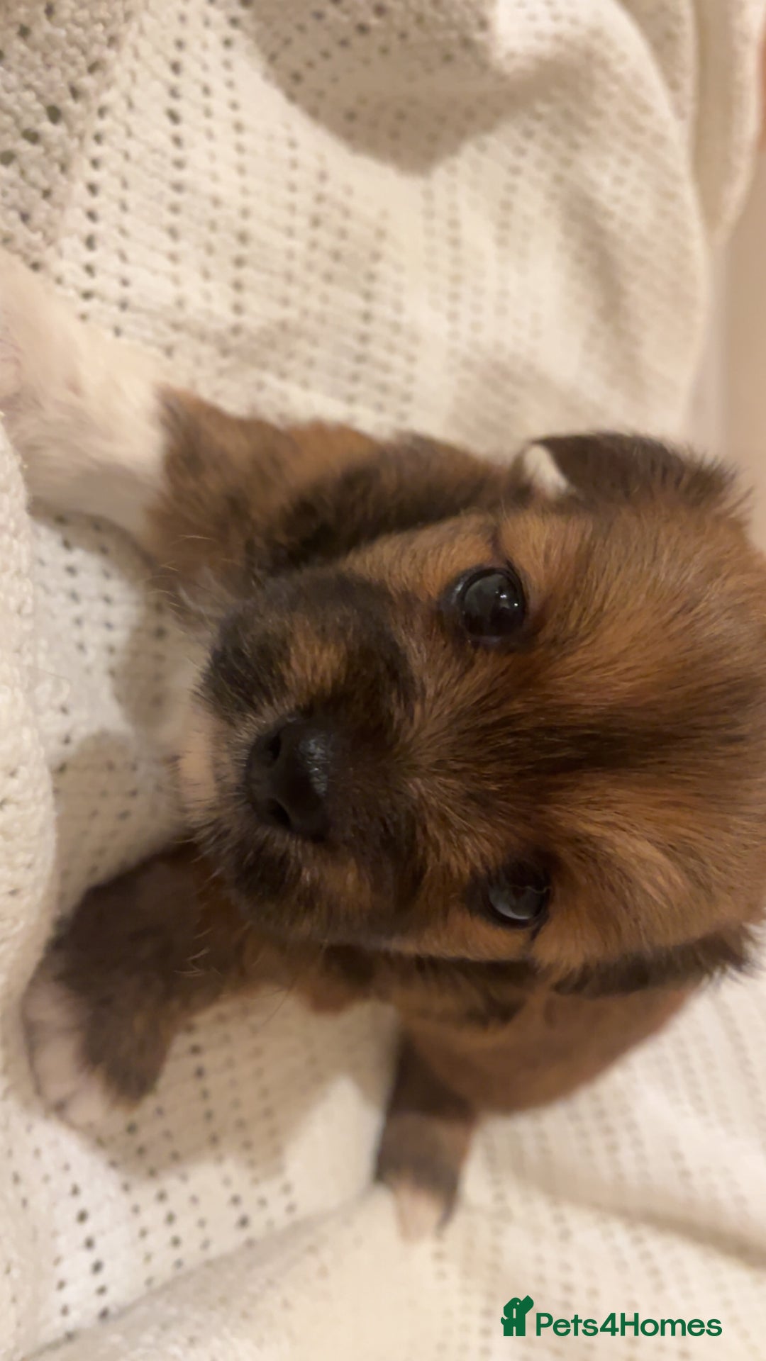 Mixed Breed dogs for sale: Cairn Terrier x Jack Russell Puppies - Image 2