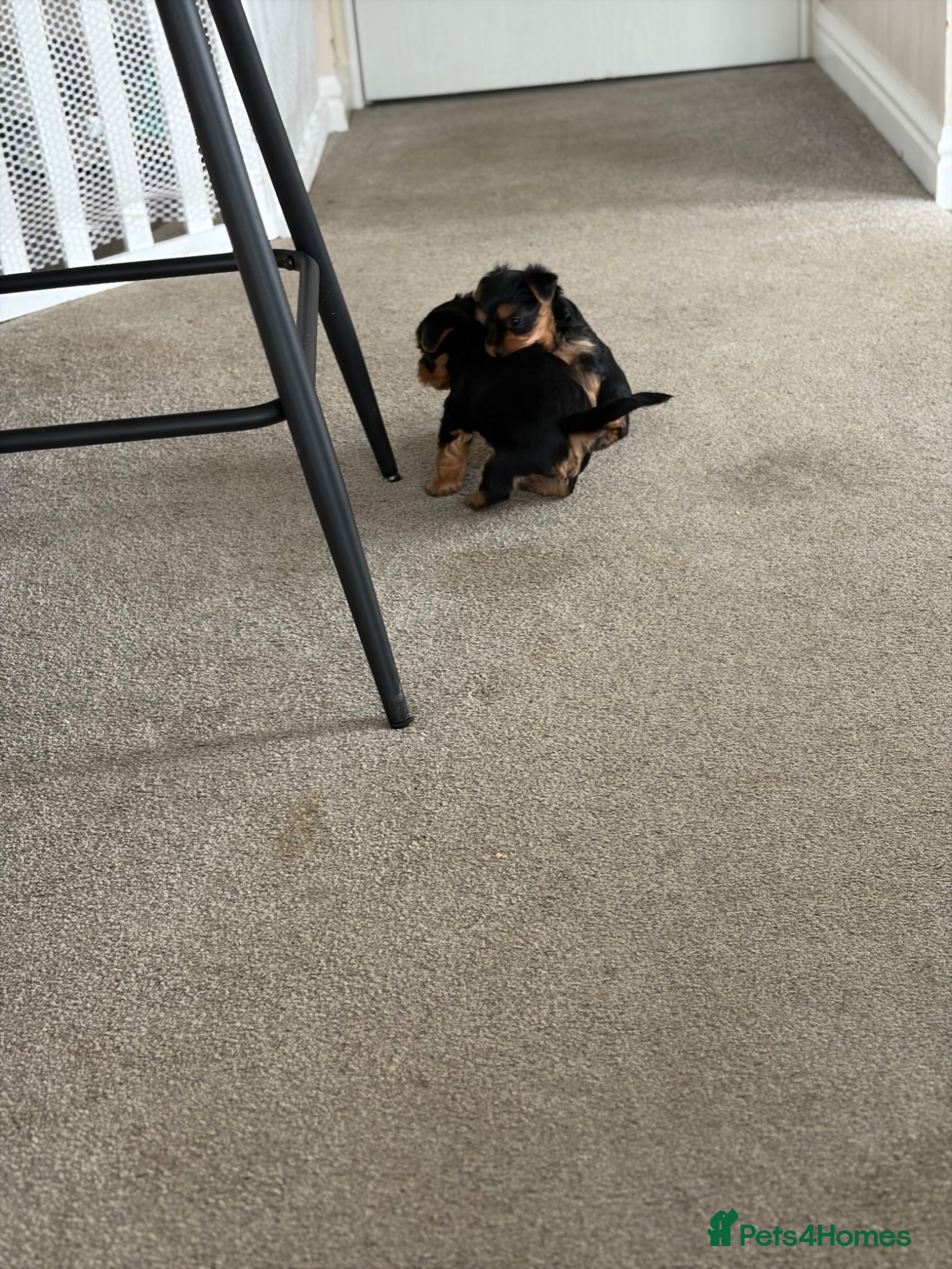 Yorkshire Terrier dogs Adorable litter 3 Yorkshire Terrier Puppies  - Advert 4