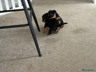 Yorkshire Terrier dogs Adorable litter 3 Yorkshire Terrier Puppies - Advert 4