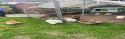 Chickens poultry for sale: Brahma and Cochin hens in Sandy - Advert 2