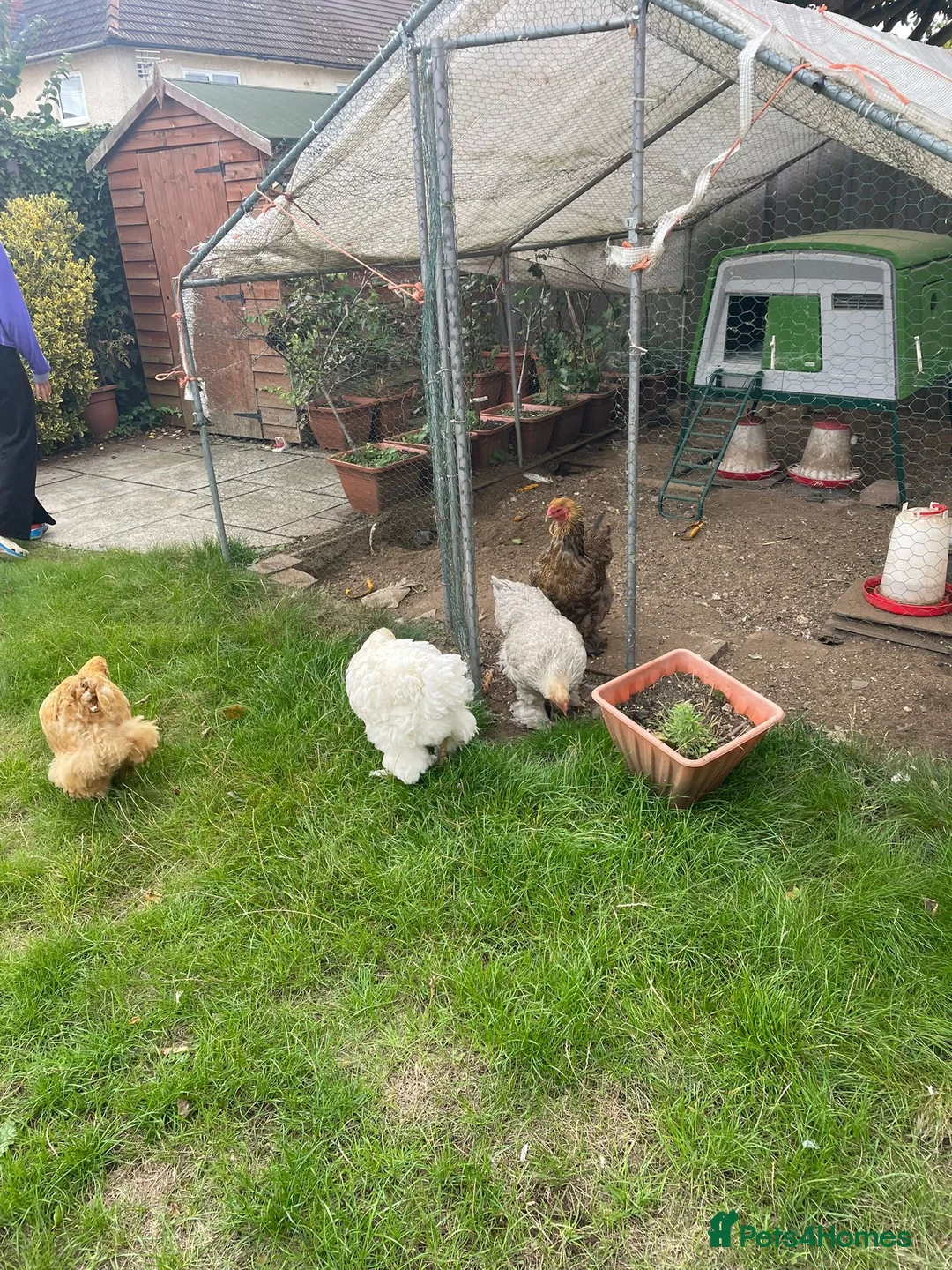 Chickens poultry for sale: Brahma and Cochin hens in Sandy - Advert 2