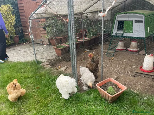 Chickens poultry for sale: Brahma and Cochin hens - Advert 2
