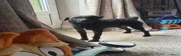 Mixed Breed dogs for sale: Looking for forever home 🏡  - Advert 8